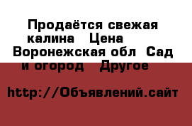 Продаётся свежая калина › Цена ­ 90 - Воронежская обл. Сад и огород » Другое   